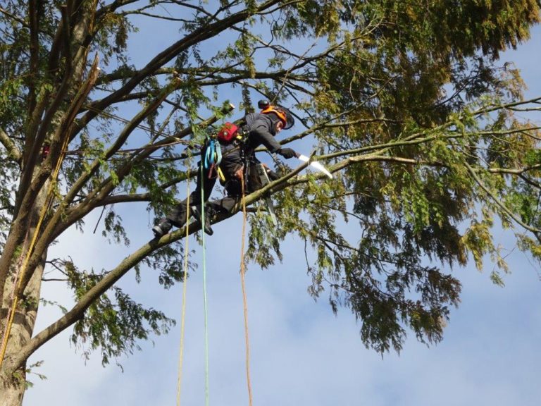 Baumarbeiten mit Seilklettertechnik
