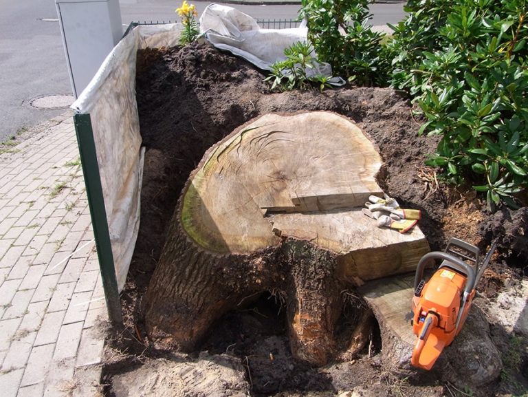 Baumstumpf- und Pflegearbeiten